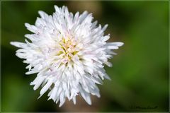 Gefülltes Gänseblümchen ...