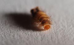 Gefürchtete Speckkäfer Raupe -  und noch ein Makro Aufnahmetipp