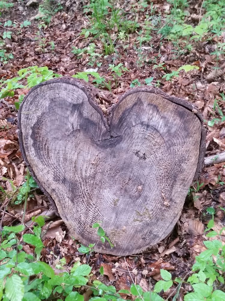 Gefunden auf einem Spaziergang im Hils