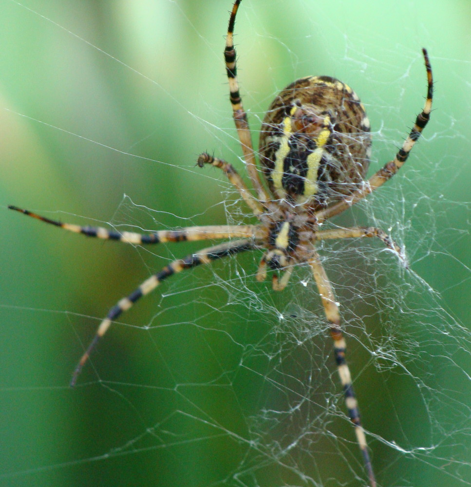 gefunden bei meiner Freundin im Garten