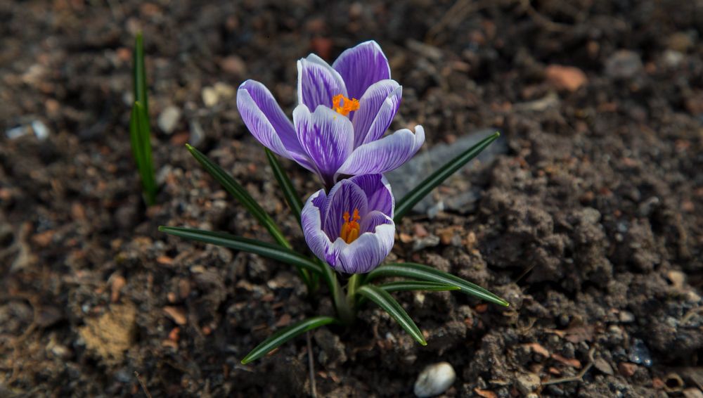 Gefunden im Garten