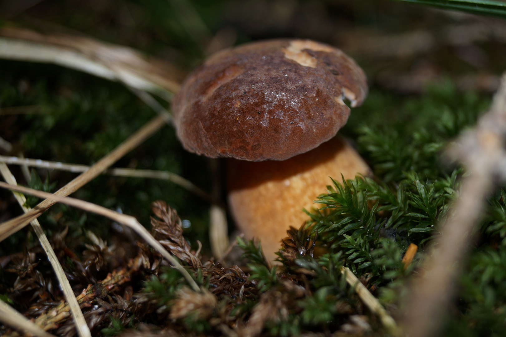 Gefunden! Pilz in der Heimat