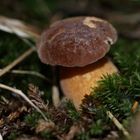 Gefunden! Pilz in der Heimat