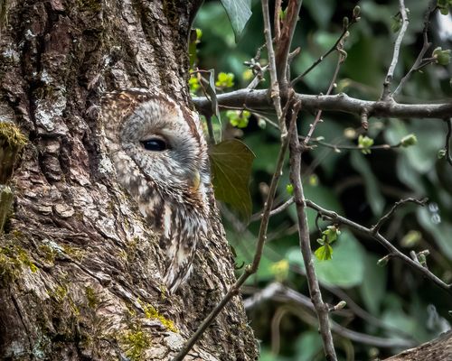 Gefunden? … Waldkauz am dösen.