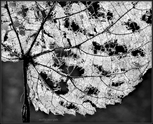 Gefundenes "Spitzendeckchen"