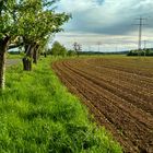 Gefurchtes Feld für Gießen