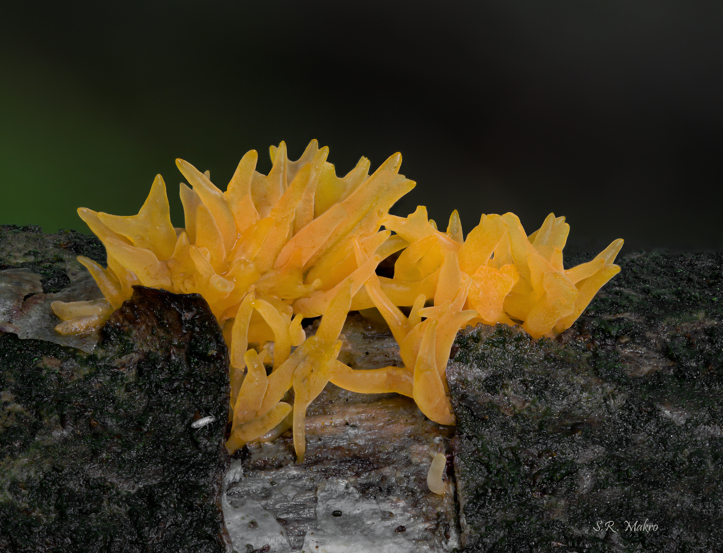 Gegabelter Hörnling (Calocera furcata)