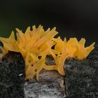 Gegabelter Hörnling (Calocera furcata)