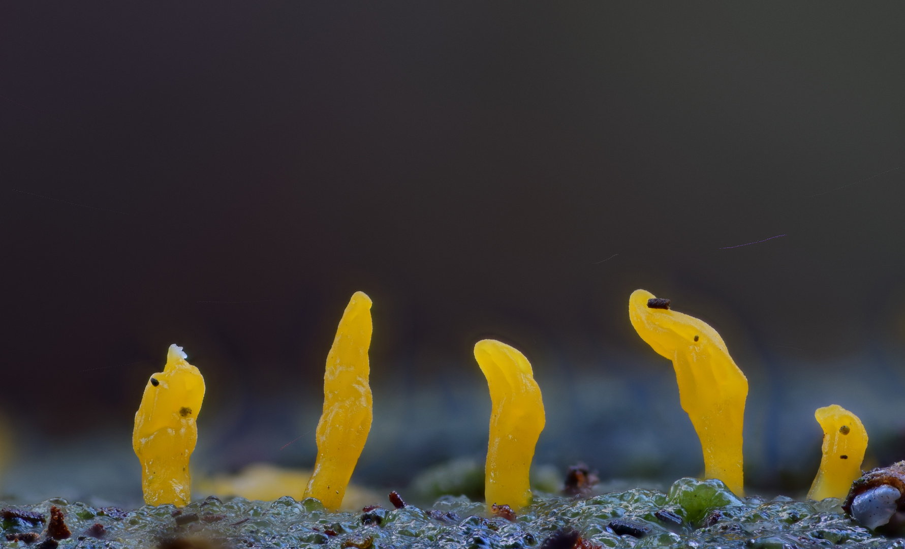 Gegabelter Nadelholz-Hörnling (Calocera furcata)