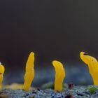 Gegabelter Nadelholz-Hörnling (Calocera furcata)