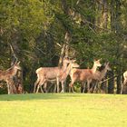 Gegen 18 Uhr tritt ein Rudel Kahlwild aus