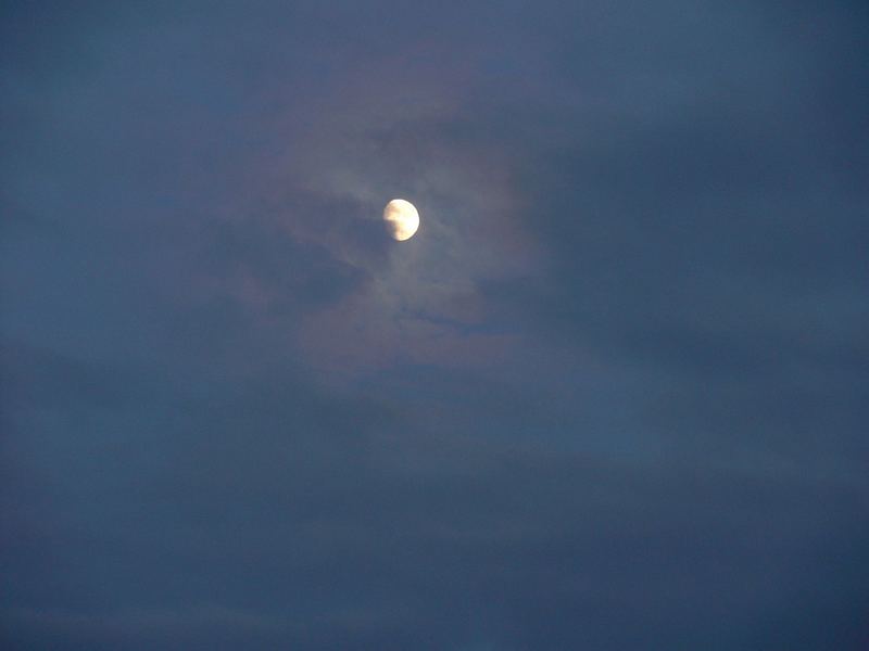 gegen Abend im garten