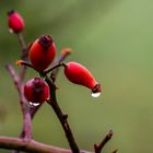 Gegen das Grau - Contre le gris