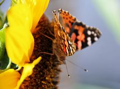 gegen das graue Wetter II