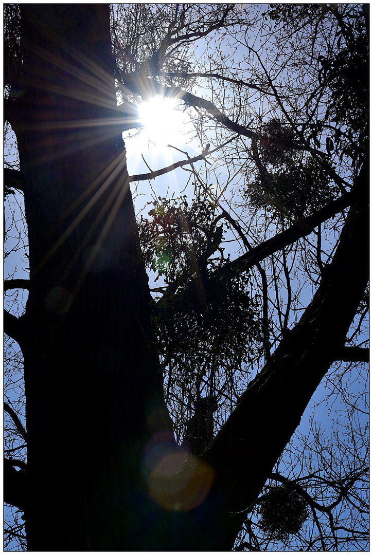 Gegen das Licht