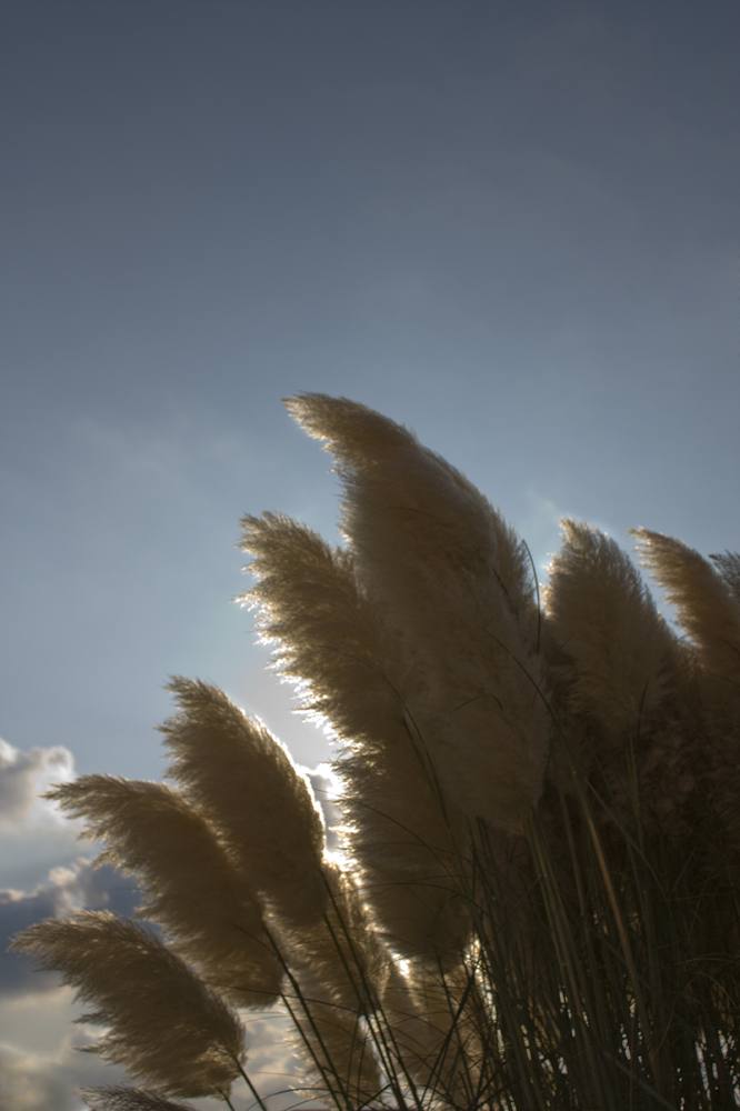 Gegen das Licht