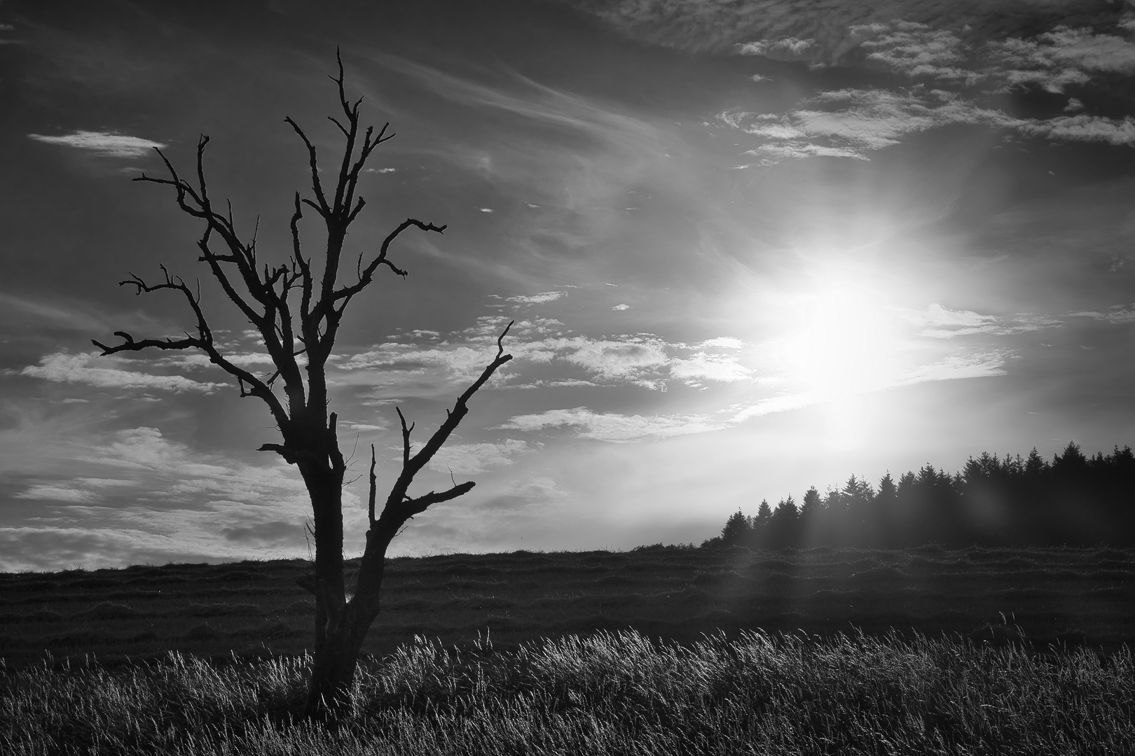 gegen das Licht