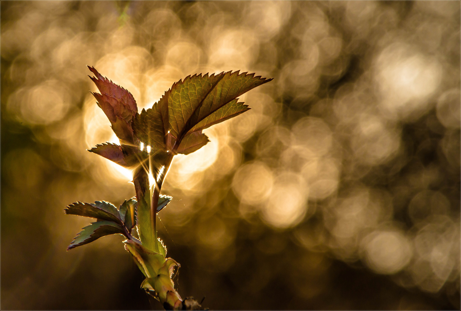 Gegen das Licht der Sonne