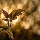 Gegen das Licht der Sonne