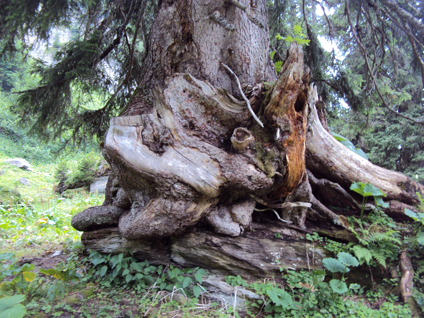 Gegen das Naturgesetz