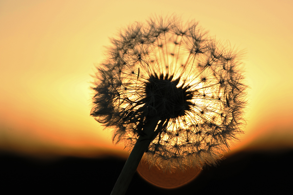 gegen das Sonnenlicht