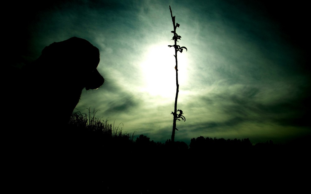 Gegen das Sonnenlicht