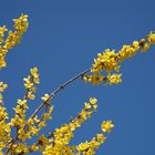 gegen den blauen himmel