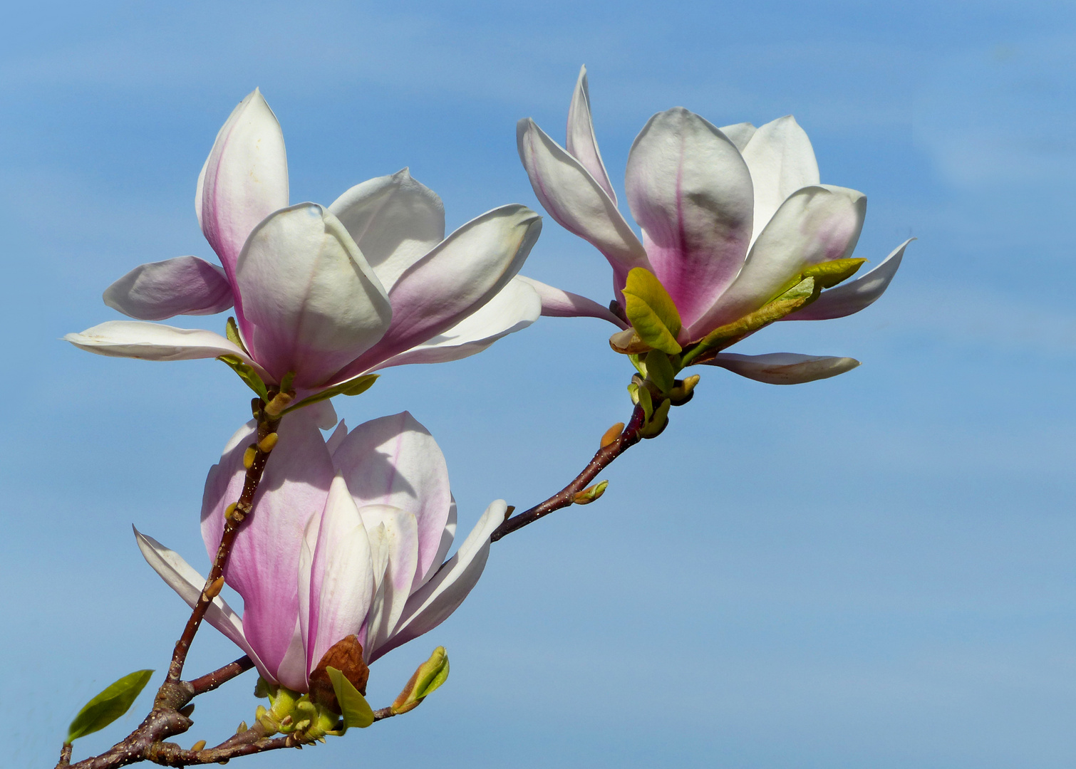 Gegen den blauen Himmel