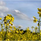 gegen den Himmel.....