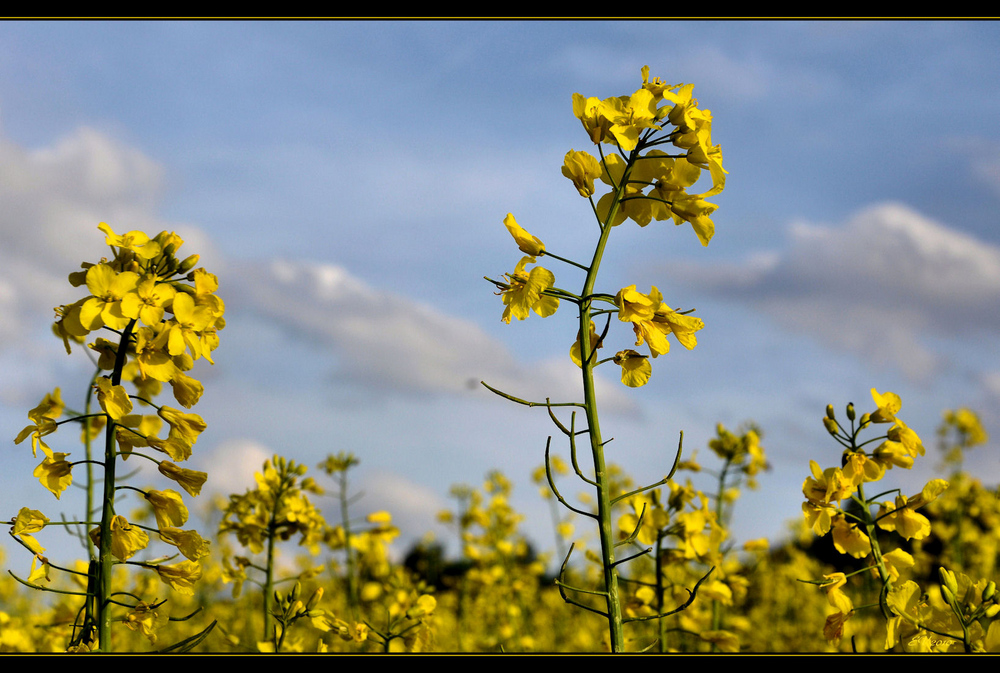 gegen den Himmel..