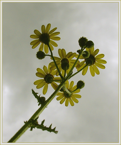 gegen den Himmel fotografiert