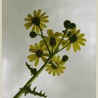 gegen den Himmel fotografiert