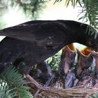 Gegen den Hunger