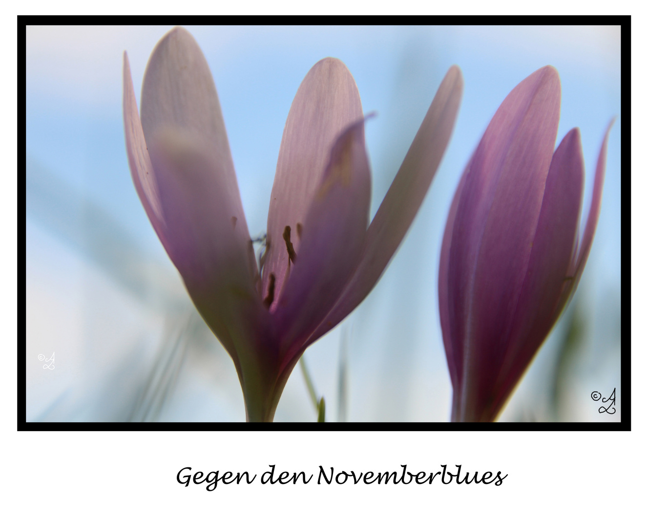 Gegen den Novemberblues