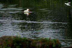 Gegen den Strom - Schwimmer