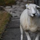 Gegen den Sturm