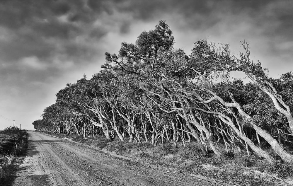 * * Gegen den Wind... 