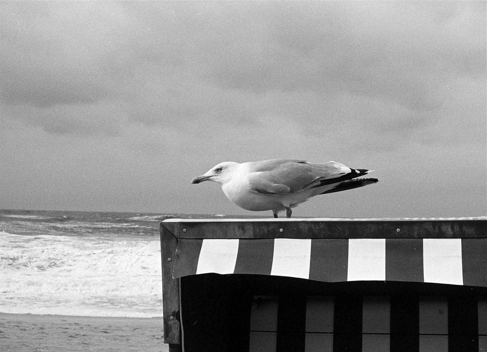 gegen den wind