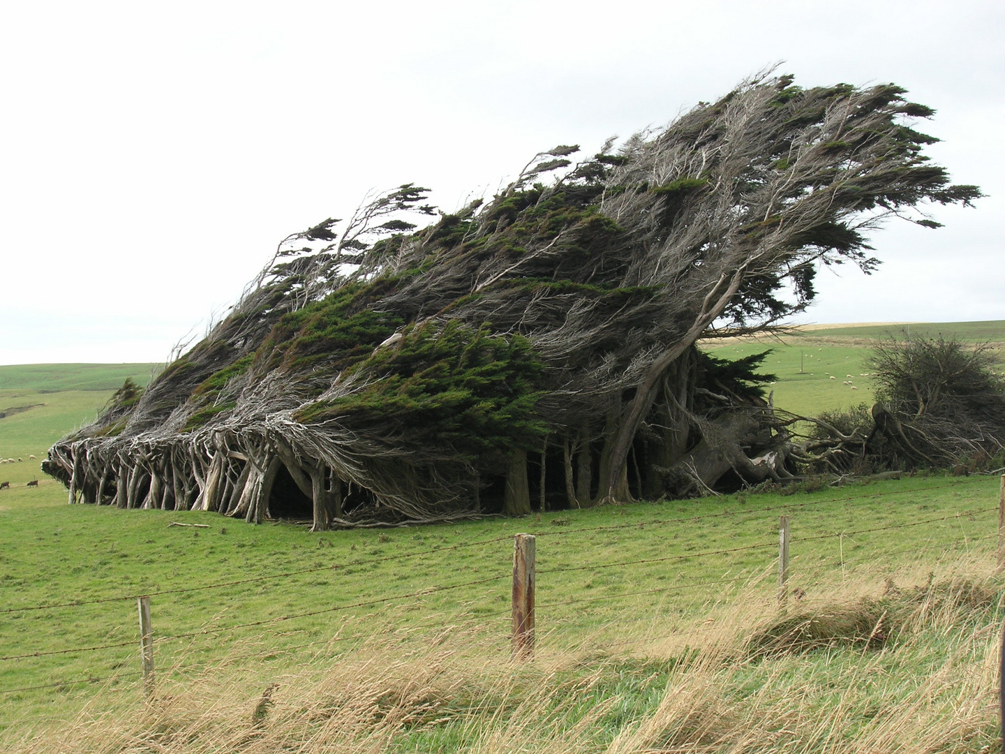 Gegen den Wind