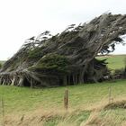 Gegen den Wind