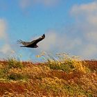 Gegen den Wind