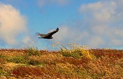 Gegen den Wind