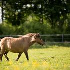 Gegen den Wind 