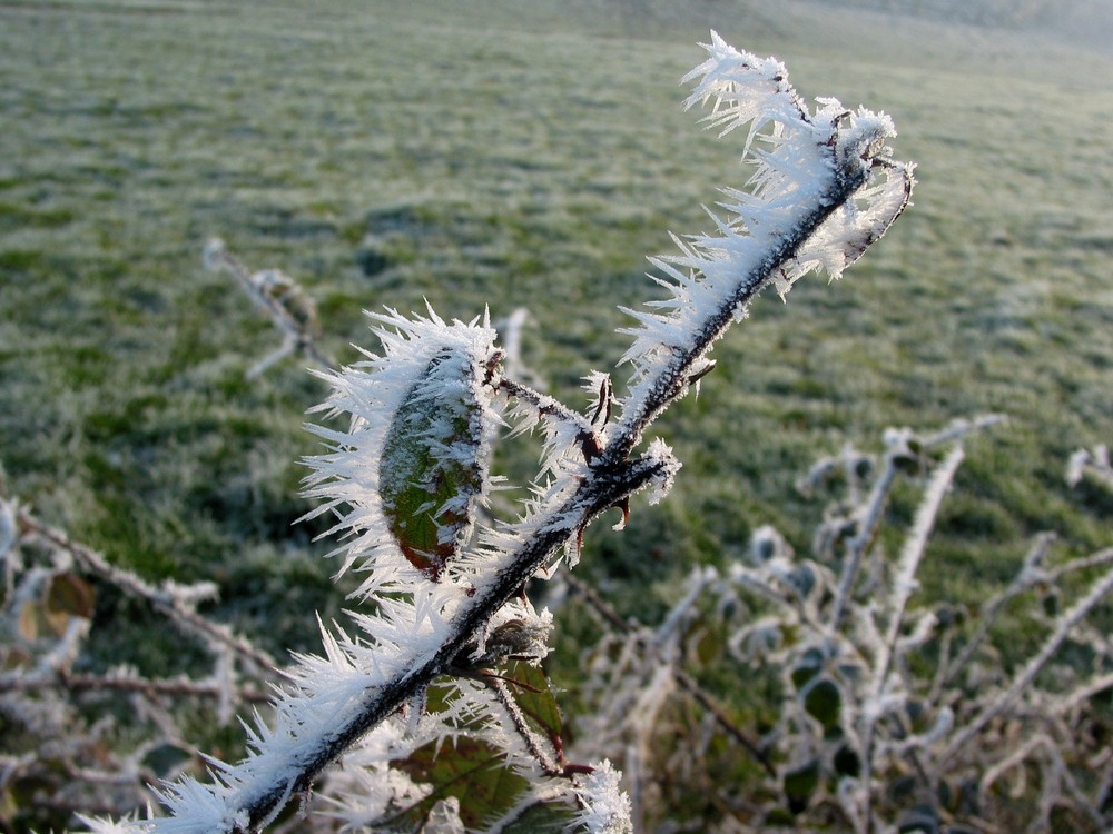 Gegen den Wind