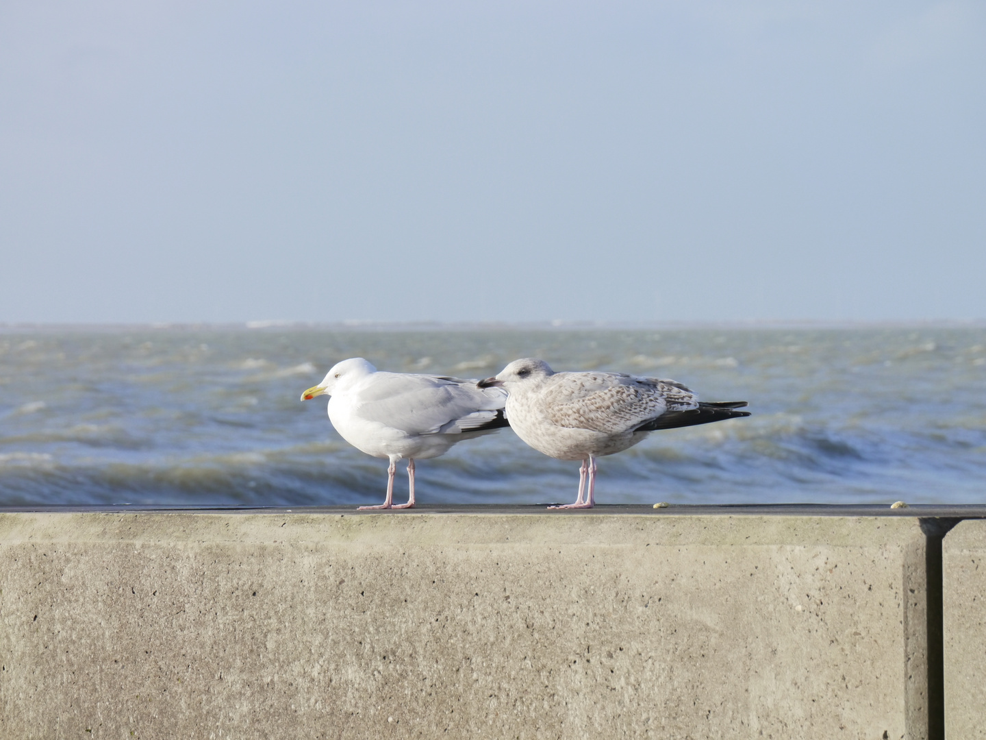 Gegen den Wind...