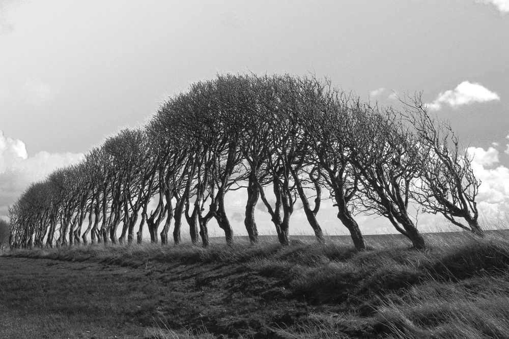 Gegen den Wind