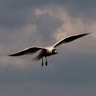 Gegen den Wind