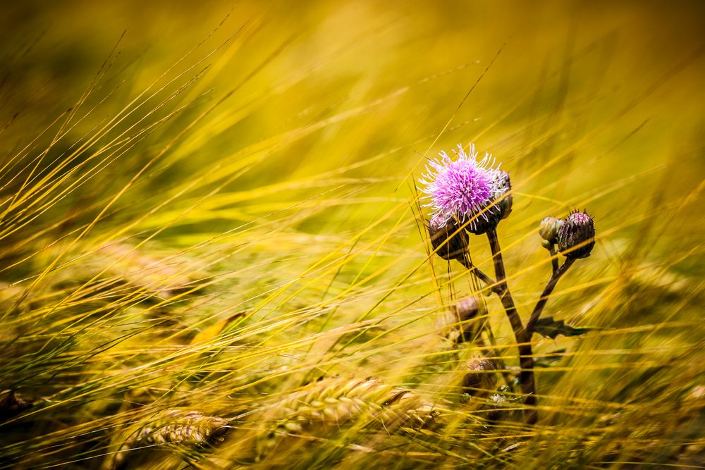 Gegen den Wind