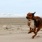 Gegen den Wind