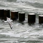 Gegen den Wind......